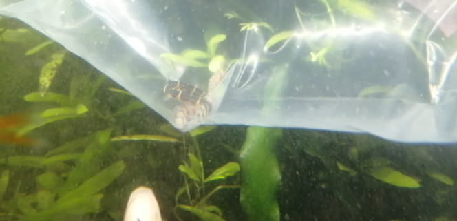 Photographie du post de Aquagarden83 