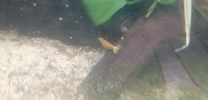 Photographie du post de Aquagarden83 