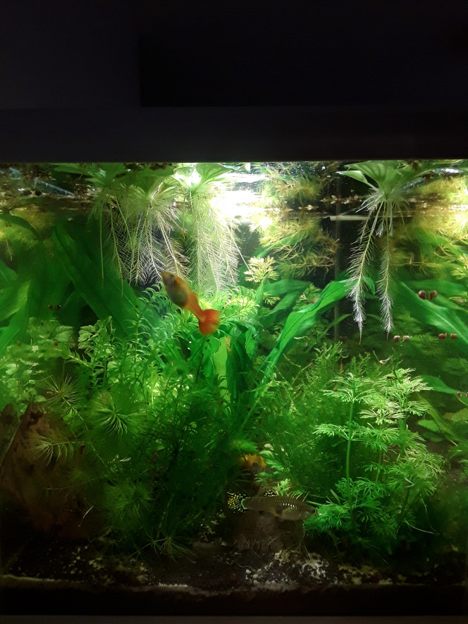  Ajout d une echinodorus cache-filtre piochée dans mon autre bac... J espère que l adaptation va bien se passer (l'eau de ce bac est plus dure)