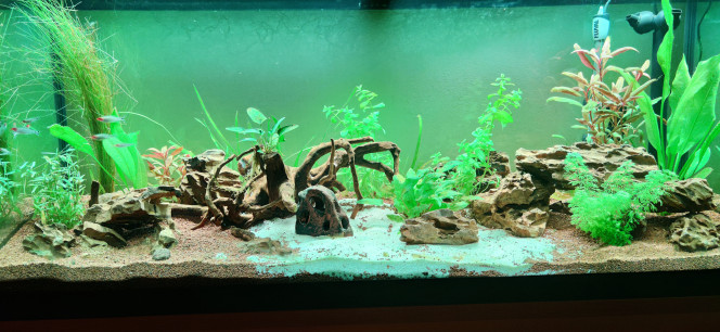 Ajout premiers habitants 10 nez rouge achetés chez botanic Labège