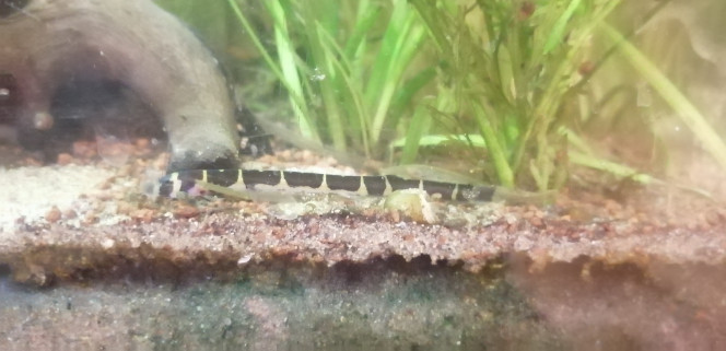 Photographie du post de Aquagarden83 