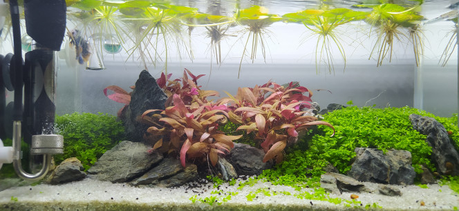  J'ai viré la H'Ra, elle devenait moche et étouffait à cause de la cyano que j'ai dans le fond ?

Je m'y attendais un peu, lors du rescape partiel, j'avais remué et changé un peu de sol dans le fond, ça a fait remonter de la m....

Du coup je vire, je surveille et nettoie quelques semaines le retour possible de la cyano et apres je plante.

A voir ce que je vais mettre.

Ce scape sera refondu à terme, il a déjà bougé changé avec le temps.
 mais là le combattant semble bien donc je maintiens tant que ça me convient un minimum  ?