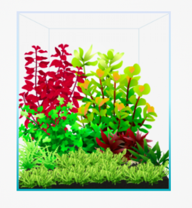 Photographie du post de Wakame 