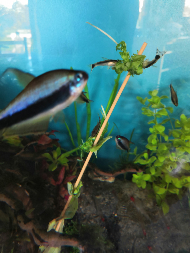 Petite douceur pour les otocinclus A tous ceux qui se demandent quoi donner à leurs otos... Ils raffolent de la roquette... Un peu avancée si possible ! Photo prise moins d'une minute après installation de la pique à brochette. Désolée pour le photobomb de César ;)