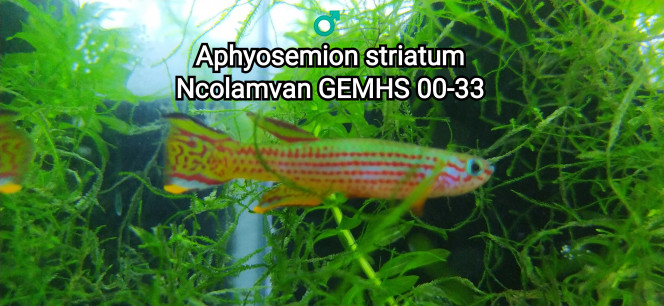 ♂️  Aphyosemion striatum Ncolamvan GEMHS 00-33 Photos issu de mon bac : Killi26 132 Aphyosemion striatum Ncolamvan GEMHS 00-33