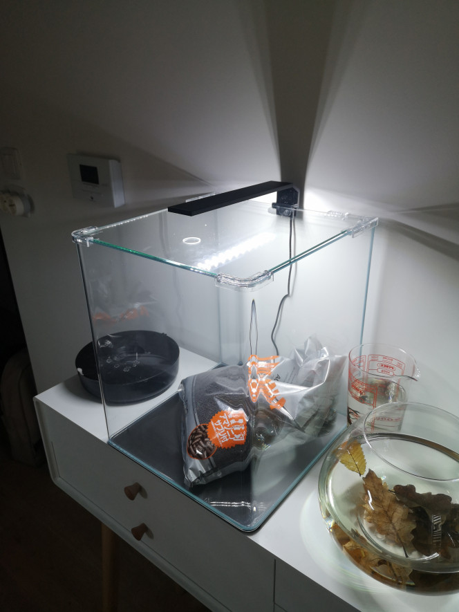 Photographie du post de Wakame 