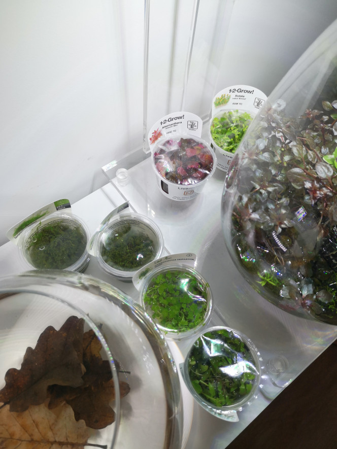 Photographie du post de Wakame 