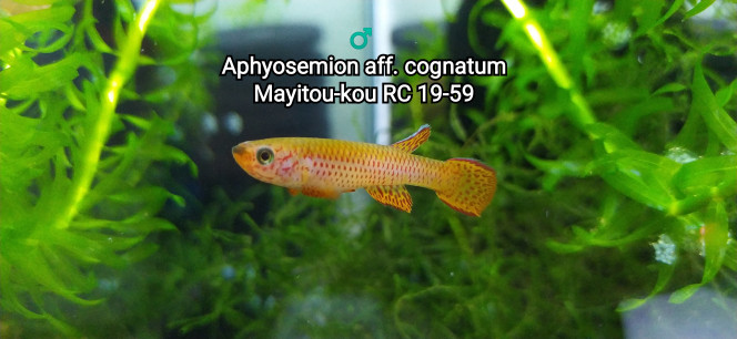 ♂️ Aphyosemion aff. cognatum Mayitou-kou RC 19-59 Photo issu de mon bac Killi26 122 Aphyosemion aff. cognatum Mayitou-kou RC 19-59