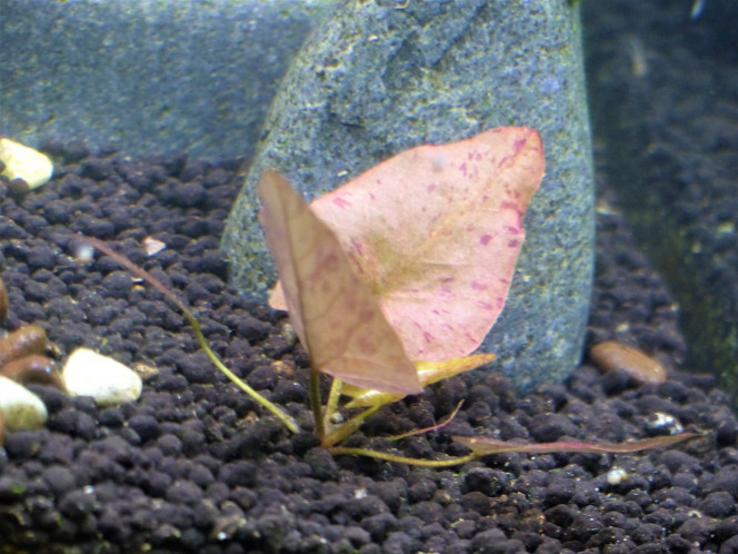 J + 2 mois : Le brouillard s'est levé! Elles ont mis 2 bonnes semaines, mais elles y sont arrivées ces p'tites Daphnies (en haut à gauche)! Quel bonheur de pouvoir enfin observer clairement ses petits animaux nager. Du coup, j'en ai profité pour faire ma première coupe de Vallisneria : on n'y voyait plus rien tellement elles avaient poussé! C'était devenu une jungle!

La bonne nouvelle : Je croyais ma Nymphéa morte et enterrée, mais voilà qu'elle me ressort subitement de nouvelles feuilles!

La mauvaise nouvelle : Je continue ma collection d'algues. V'la que les pinceaux se pointent maintenant!