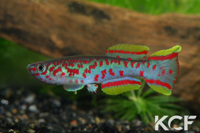 ♂️ Fundulopanchax nigerianus Photo du KCF