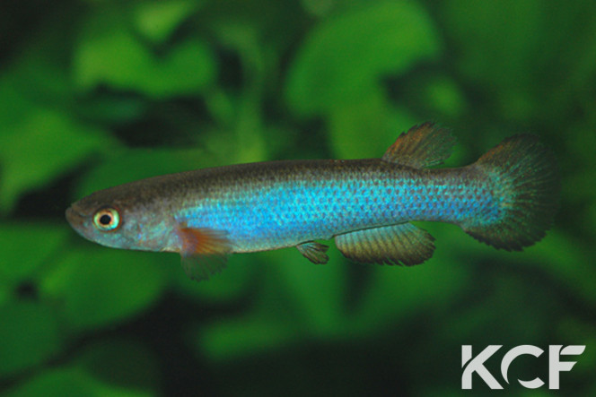 ♂️ Anablepsoides cryptocallus Photo issu du KCF