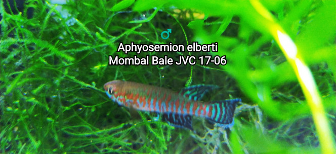 ♂️ Aphyosemion elberti Mombal Bale JVC 17-06 Photo issu de mon bac https://www.fishfish.fr/aquarium/killi26-123-aphyosemion-elberti-mombal-bale-jvc-17-06