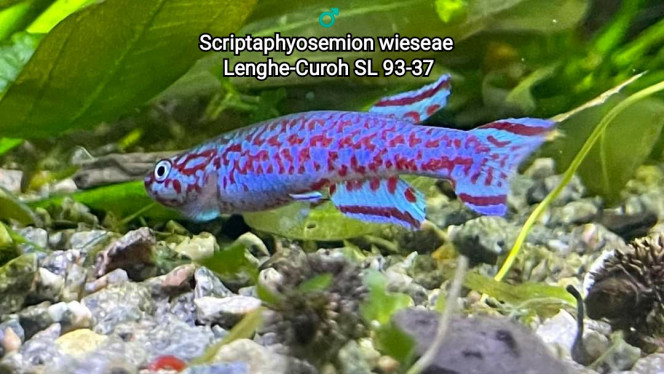 ♂️ Scriptaphyosemion wieseae Lenghe-Curoh SL 93-37 Photos de Romain ROZIER grâce à qui je souhaite posséder ce magnifique poisson