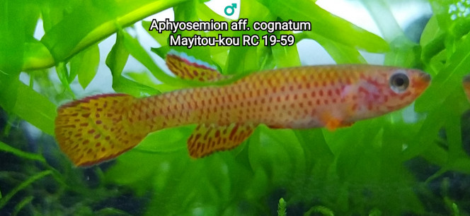 ♂️ Aphyosemion aff. cognatum Mayitou-kou RC 19-59 Photos issue de mon bac 122