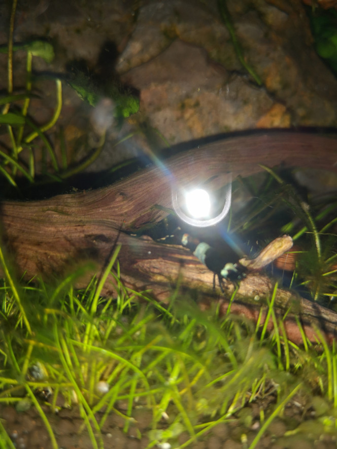 Photographie du post de Wakame 