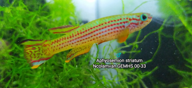♂️ Aphyosemion striatum Ncolamvan GEMHS 00-33 Photo issus de mon bac 132