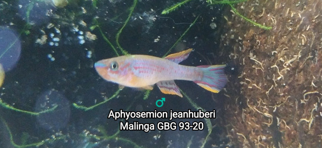 ♂️ Aphyosemion jeanhuberi Malinga GBG 93-20 Photo issus de mon bac 124
