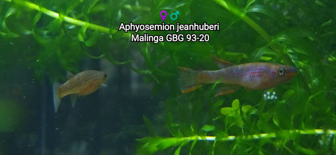 ♀️♂️ Aphyosemion jeanhuberi Malinga GBG 93-20 Photos issus de mon bac 124