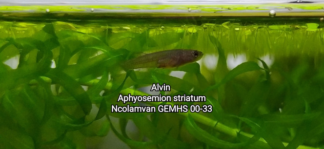 Alvins Aphyosemion striatum Ncolamvan GEMHS 00-33 Photo issus de mon bac 132