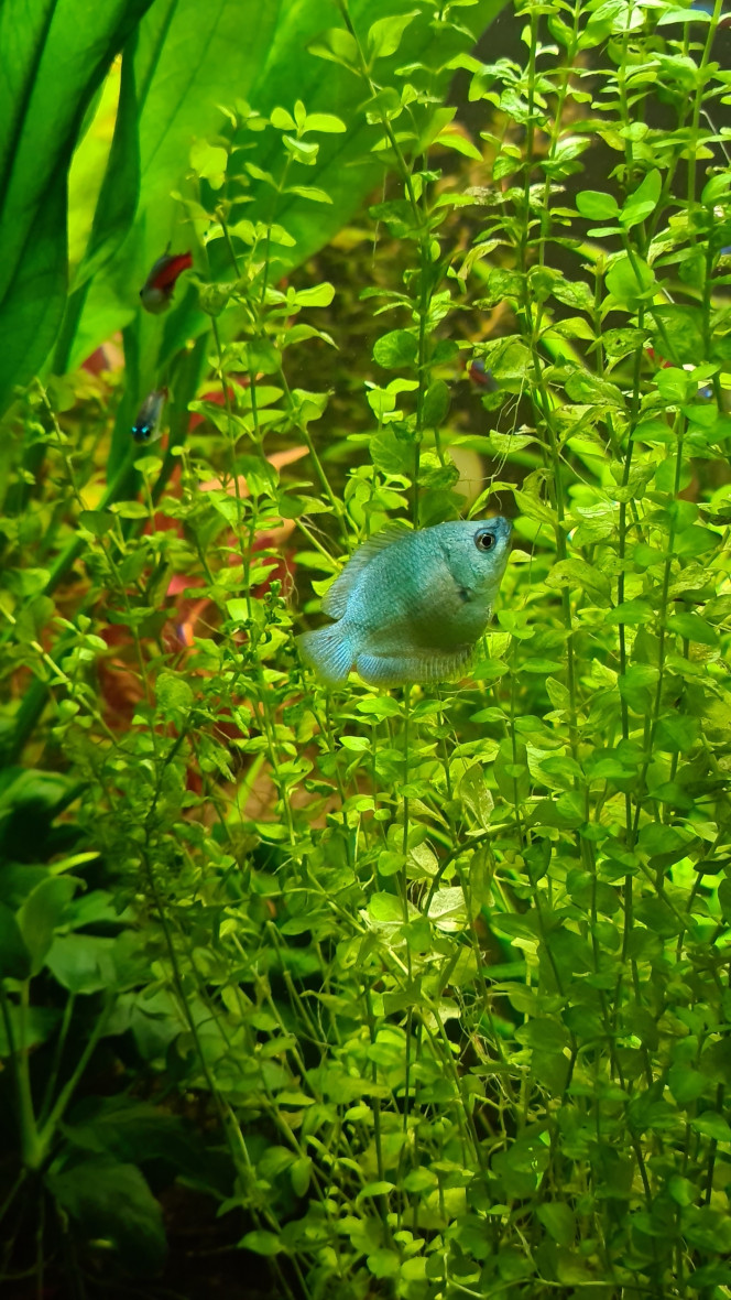 Ajout d'une femelle Colisa bleu cobalt En + du couple déjà présent