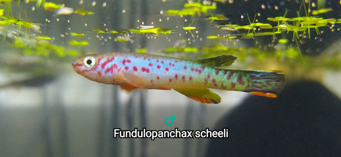 ♂️ Fundulopanchax scheeli Photo issus de mon bac de 243