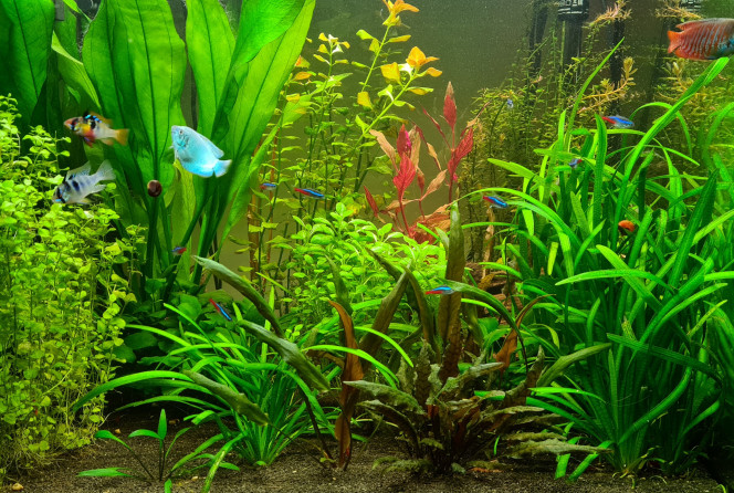 Prise de vue + 6 mois

Ajout d'une plante Alternanthera reineckii rosanervig