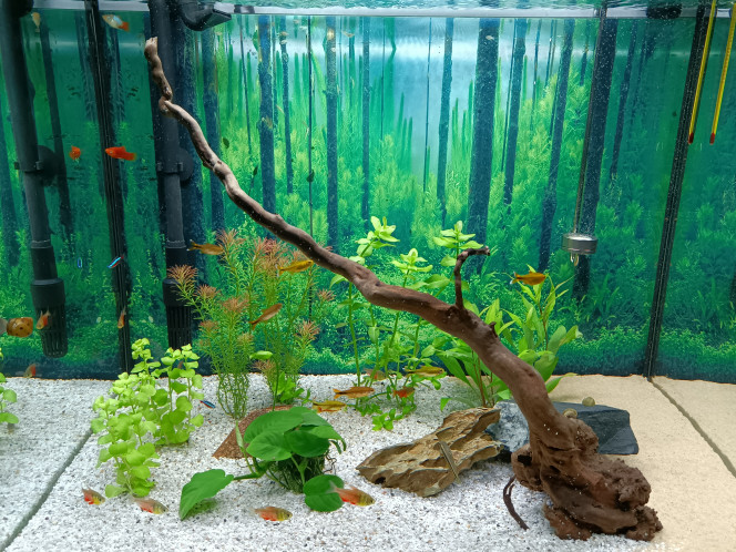 Photographie du post de Fish59 