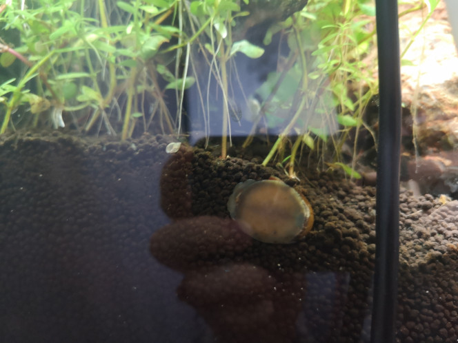 Photographie du post de Wakame 