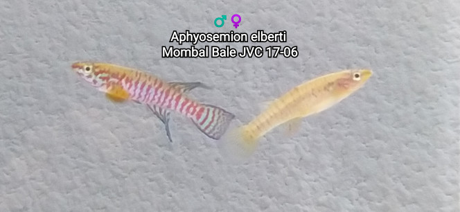 Aphyosemion elberti Mombal Bale JVC 17-06 Photo issus de mon bac 341