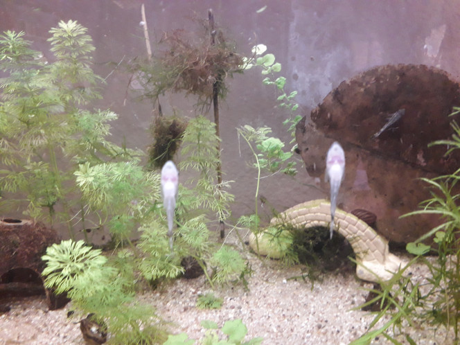  Nouveaux habitants : neritina, tetra joyaux, et otocinclus :) arrivés de chez fishfish tout frais et en forme :)