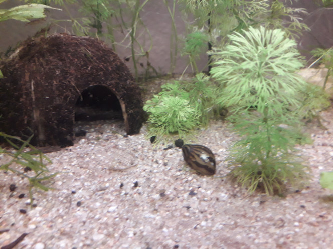  Nouveaux habitants : neritina, tetra joyaux, et otocinclus :) arrivés de chez fishfish tout frais et en forme :)
