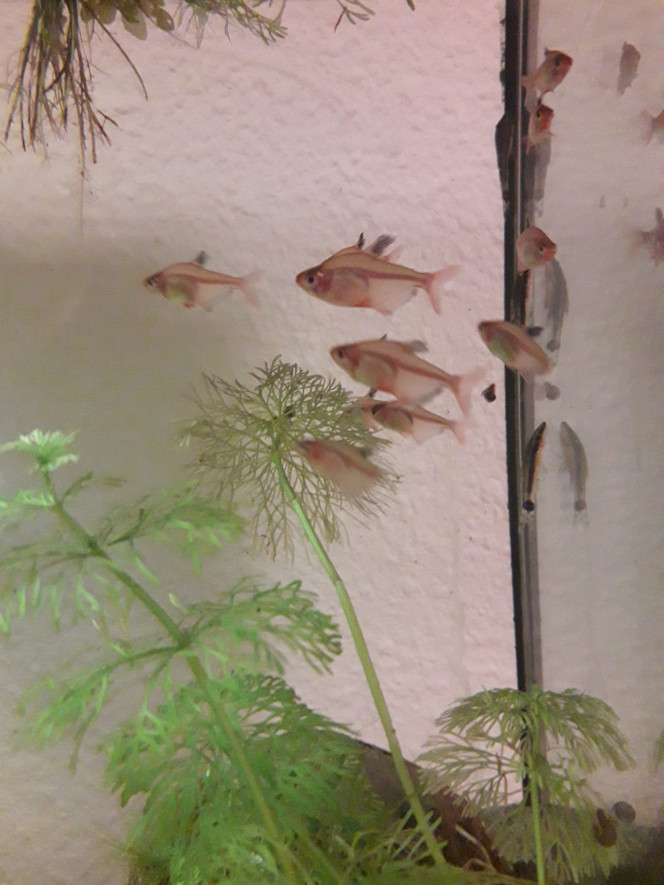  Nouveaux habitants : neritina, tetra joyaux, et otocinclus :) arrivés de chez fishfish tout frais et en forme :)