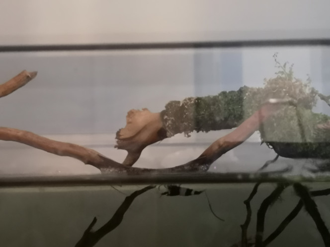 Photographie du post de Wakame 