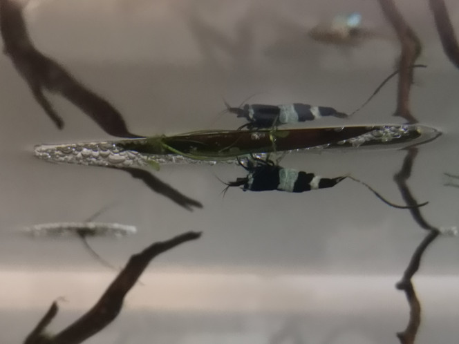 Photographie du post de Wakame 