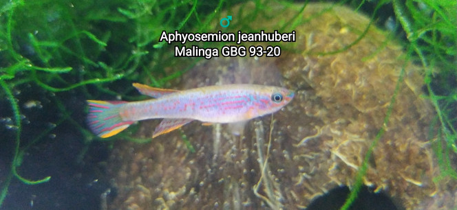 ♂️  Aphyosemion jeanhuberi Malinga GBG 93-20 Photo issus de mon bac 124