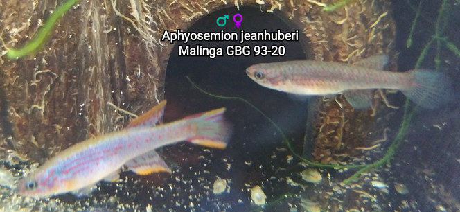 ♂️♀️ Aphyosemion jeanhuberi Malinga GBG 93-20 Photo issus de mon bac 124