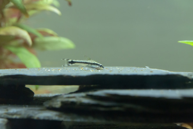Photographie du post de Minajo 