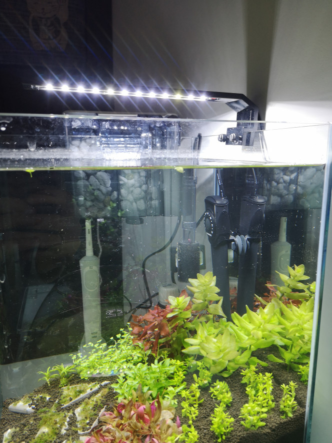 Photographie du post de Wakame 