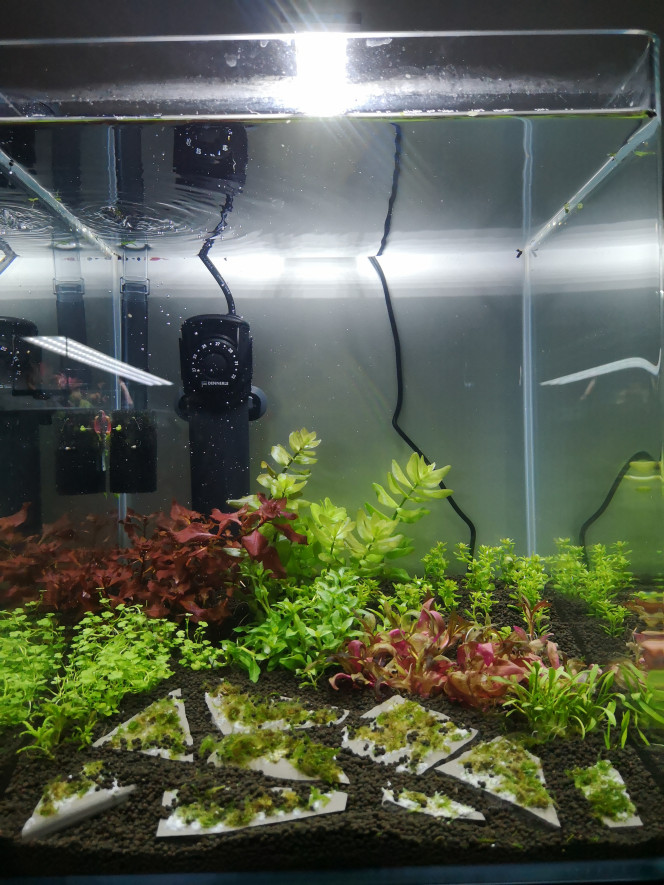 Photographie du post de Wakame 