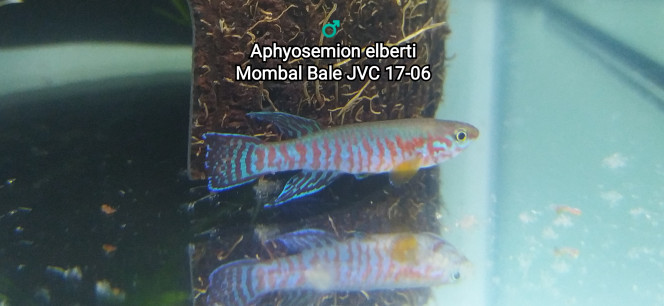 ♂️ Aphyosemion elberti Mombal Bale JVC 17-06 Photo issus de mon bac 341