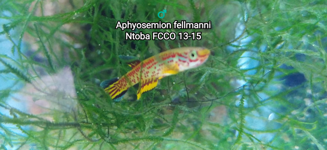 ♂️ Aphyosemion fellmanni Ntoba FCCO 13-15 Photo issus de mon bac 241