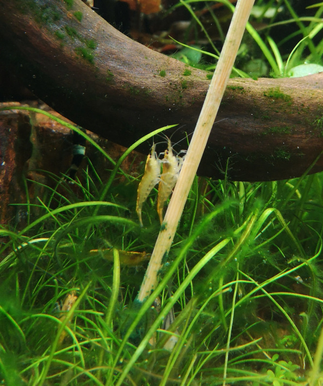 Photographie du post de Wakame 