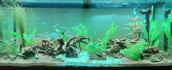 Introduction de 6 phenaco (Tetra du Congo) Achetés chez  compagnons de l'aquariophilie (dans jardinerie compagnons des saisons) a Villeneuve Tolosane (31)