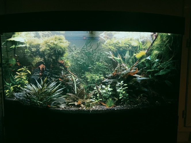 Coupe coupe nage libre Tentative de doubler zone de nage libre sans enlever de plantes