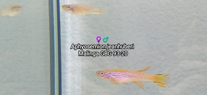 ♀️♂️ Aphyosemion jeanhuberi Malinga GBG 93-20 Photo issus de mon bac 342