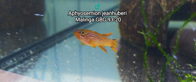 ♂️ Aphyosemion jeanhuberi Malinga GBG 93-20 Photo issus de mon bac 342