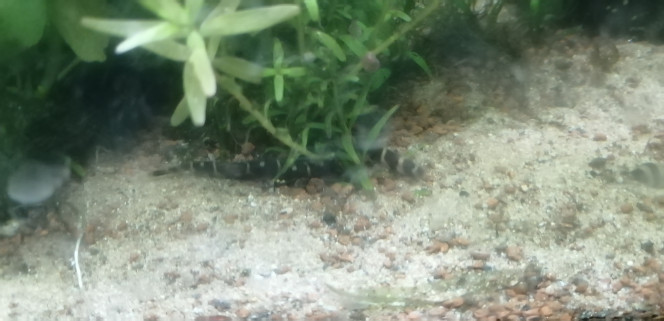 Photographie du post de Aquagarden83 