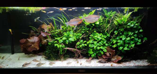 VUE D'ENSEMBLE Les gouramis acceptent de plus en plus de s'afficher en stars de l'aquarium