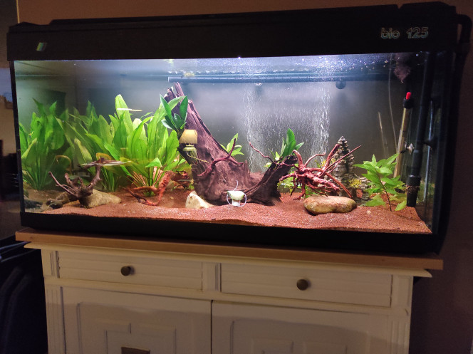  Aquarium 350 litres .  
Mise en eau   et  plantes le 30 juillet 2021
Introduction de 2 Ansistrus le 27 octobre 2021 
Introduction des poissons début 2023 .