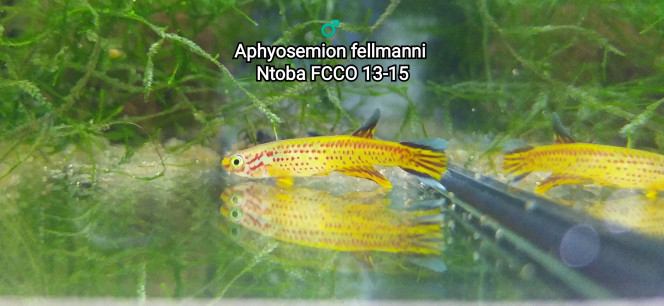 ♂️ Aphyosemion fellmanni Ntoba FCCO 13-15 Photo issus de mon bac 241